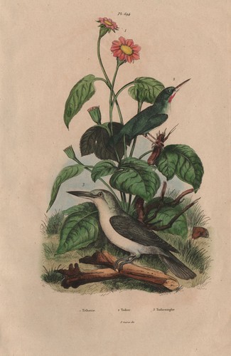 Tithonia todier jamaican - tithonia., (jamaican