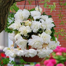 White Trailing Begonia 3,5 or
