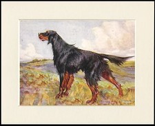 GORDON SETTER LOVELY STANDING