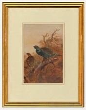 Early 20th Century Watercolour - Grouse in a Tree