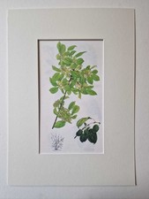 MATOUSOVA Common Buckthorn -