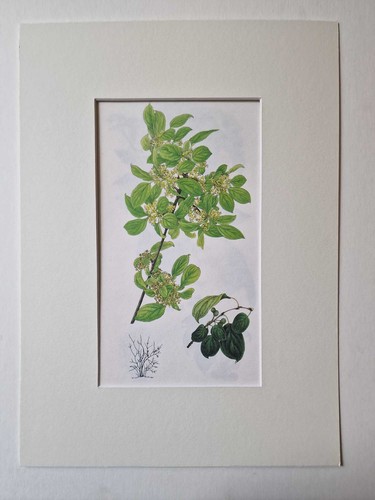 Matousova common buckthorn - matousova,