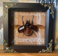 atlas beetle real insect