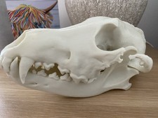 Artificial Wolf Skull Full