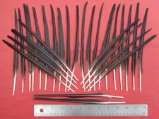 30 Semi-Stripped Crow Quill 9" / 23cm - Make your own fishing float