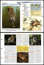 Waxwing #276 Birds Wildlife Fact File Fold-Out Card