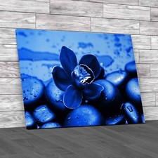 Flower On Stones Blue Canvas Print Large Picture Wall Art