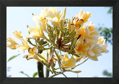 Beautiful yellow flower framed - beautiful,