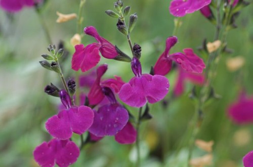 Salvia viola darling - salvia,