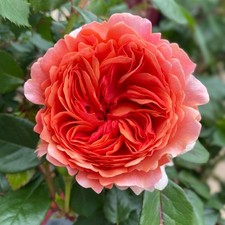PRE ORDER - DUCHESS OF CORNWALL - Fragrant Hybrid Tea Rose - Bareroot
