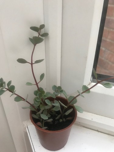 Hardy sedum rooted plant - hardy,