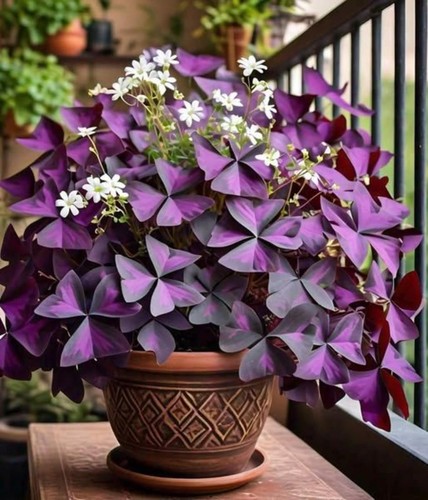 Oxalis triangularis purpurea - triangularis,