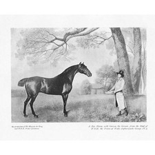 A Bay Horse with Groom at