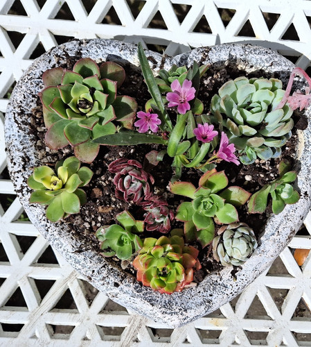 Heart shaped planter with - ,