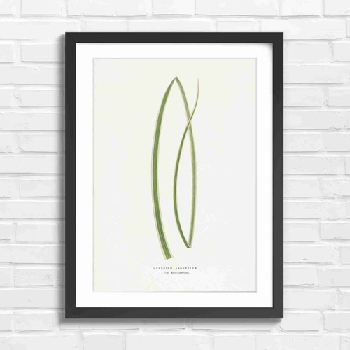 Vintage botanical gynrium - vintage,