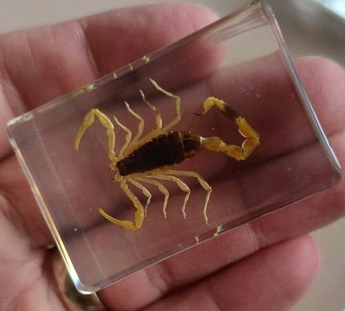 Real scorpion bug insect - real,