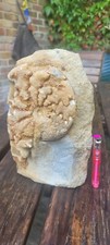 Large Ammonite fossil uk
