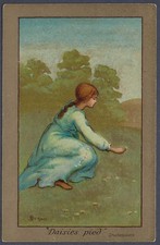 Daisies Pied - art postcard by