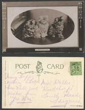 Cat Kitten, 3 Cats Kittens, A Winsome Trio Pets Pet Animals 1913 Old RP Postcard