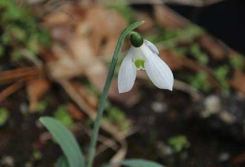 Galanthus hollis very early - galanthus,