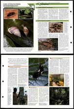 Save Endangered Invertebrates #62 Conservation Wildlife Fact File Fold-Out Card