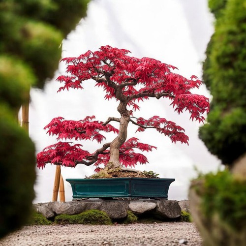 Hand blended japanese maple - 2l,