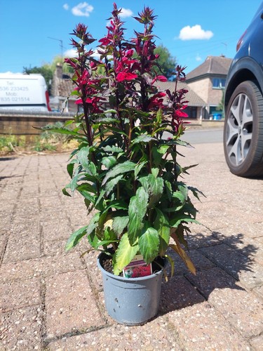 Lobelia fan burgundy - fan,