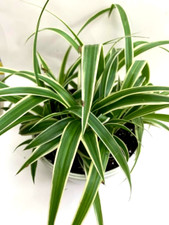1 Spider Plant - Chlorophytum comosum 'Ocean' Well Rooted 6inch+ || Air Purifier