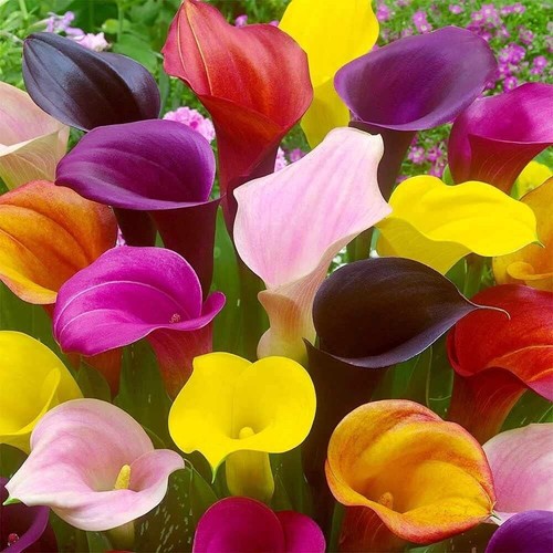 Calla lily bulbs for - bulbs,