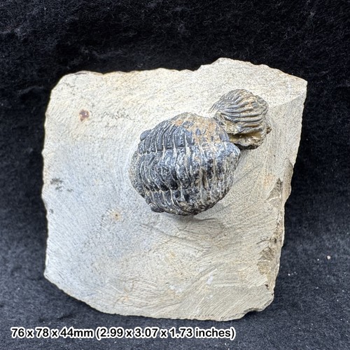 Reedops trilobite fossil - ,