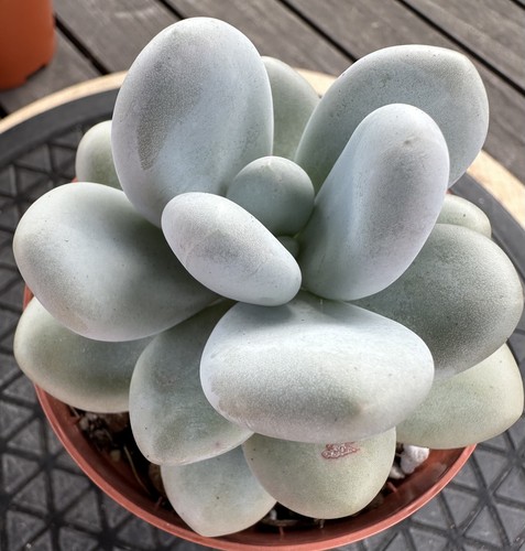Pachyphytum oviferum - ,