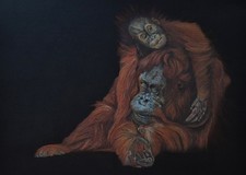 Bornean Orangutans Limited
