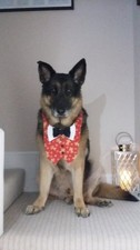 Dog Christmas Outfit Gingerbread Man and Black Tie
