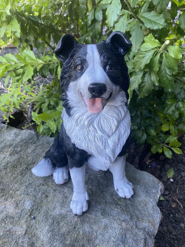 Border collie sitting - border, garden