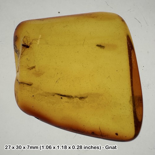 Fly inclusion large amber - inclusion,
