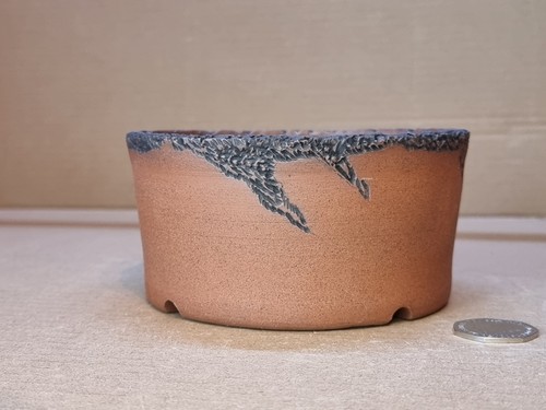 Rustic dragon claw bonsai - rustic,