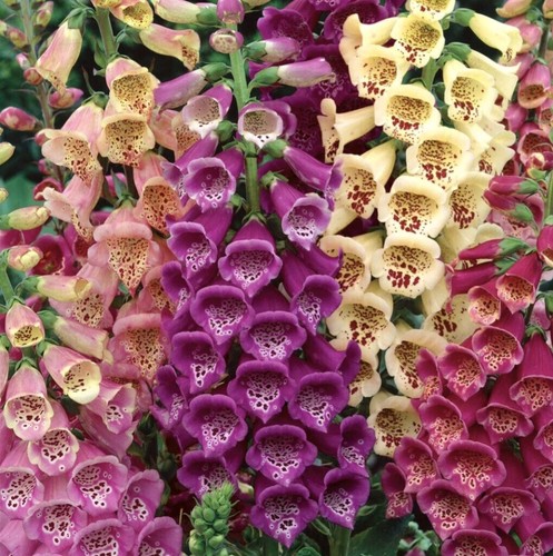 Foxglove 200 seeds digitalis - 200,