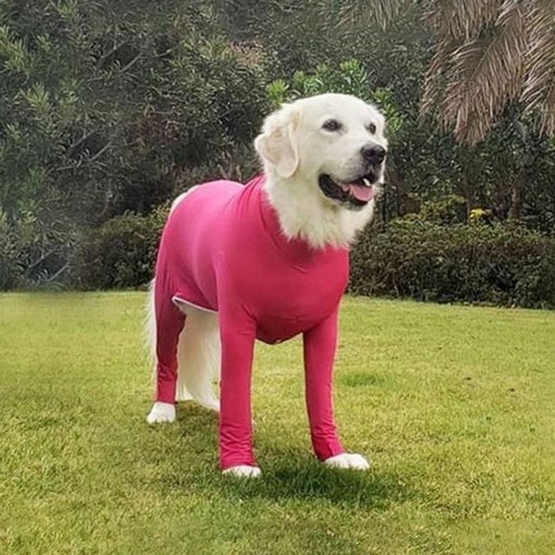 Dog stretchy recovery suit - suit,