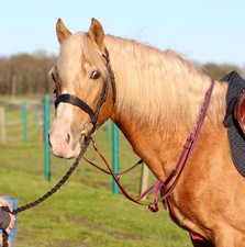 Official Libbys web RUNNING