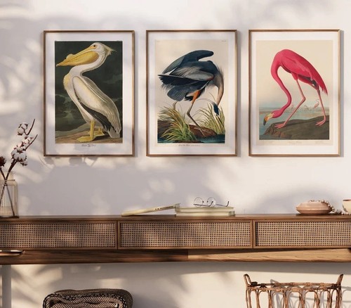 John audubon flamingo - audubon:,,
