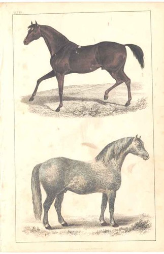 Original old antique print c - original,