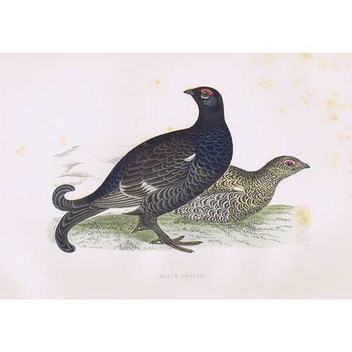 Birds black grouse - grouse, hand