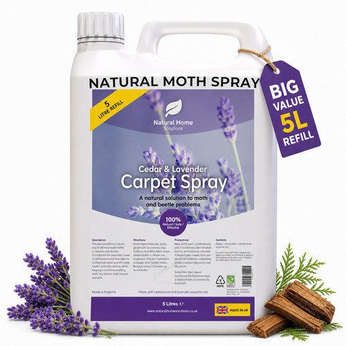 Natural carpet moth beetle - natural,