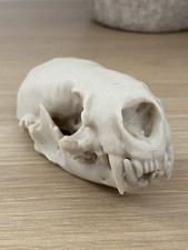 Replica Otter Skull Artificial