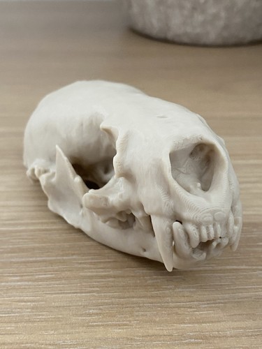 Replica otter skull - replica,