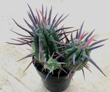 Euphorbia Ferox, Comes in a