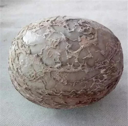 Segnosaur dinosaur egg - dinosaur,
