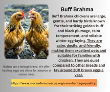 Hatching eggs buff brahma - eggs,