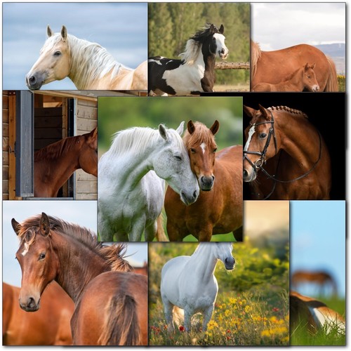 Doodlecards pack horse - doodlecards, of