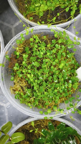 Peperomia emarginella rare - peperomia,
